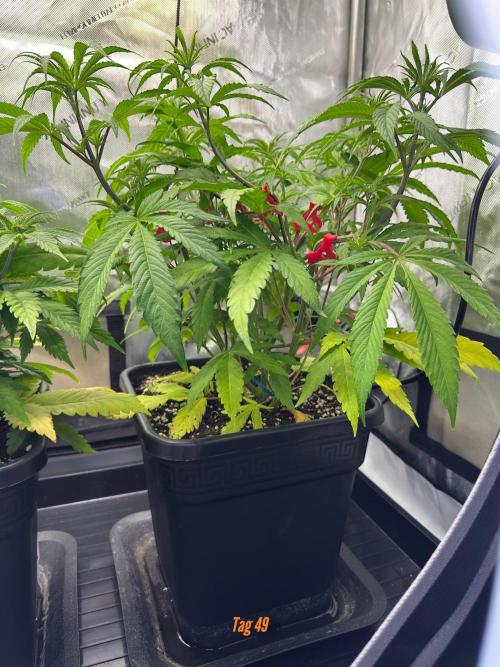 Jack Herer Sensi Seeds 3x (120x60). Week 5