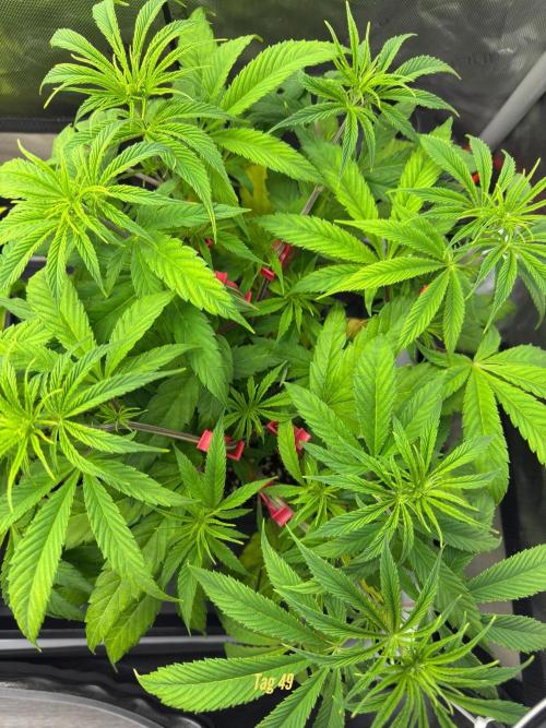 Jack Herer Sensi Seeds 3x (120x60). Week 5