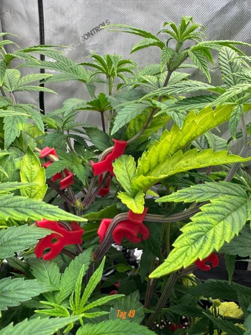 Jack Herer Sensi Seeds 3x (120x60). Week 5