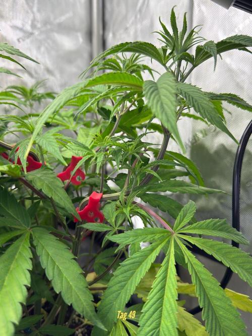 Jack Herer Sensi Seeds 3x (120x60). Week 5