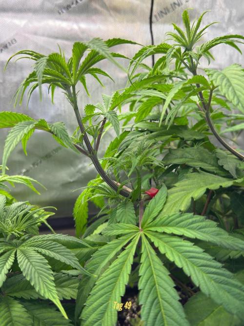 Jack Herer Sensi Seeds 3x (120x60). Week 5