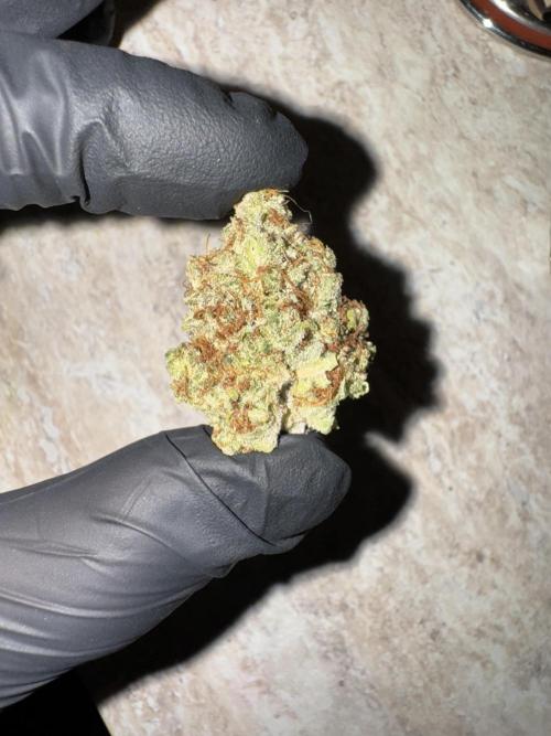 Jack Herer Sensi Seeds 3x (120x60). Week 10