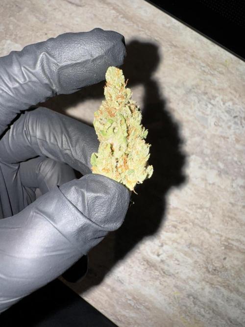 Jack Herer Sensi Seeds 3x (120x60). Week 10