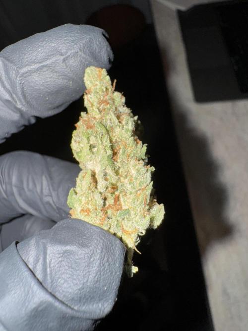 Jack Herer Sensi Seeds 3x (120x60). Week 10