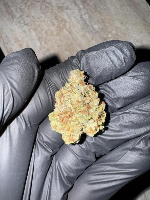 Jack Herer Sensi Seeds 3x (120x60). Week 10