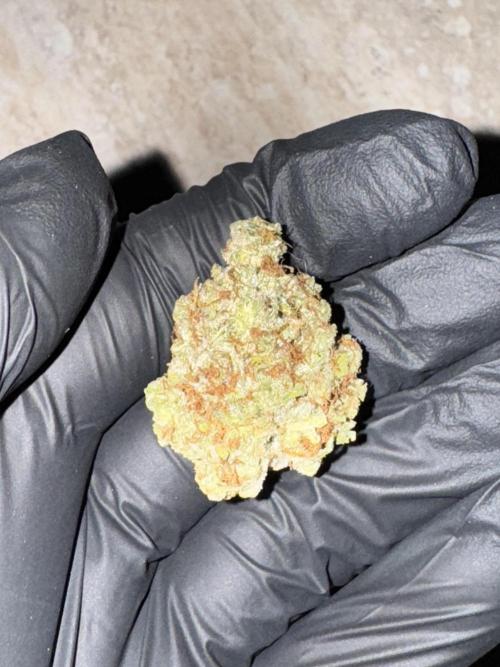 Jack Herer Sensi Seeds 3x (120x60). Week 10