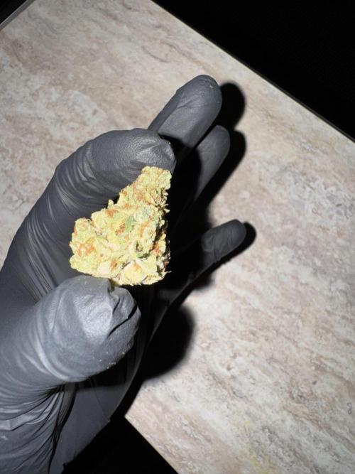 Jack Herer Sensi Seeds 3x (120x60). Week 10