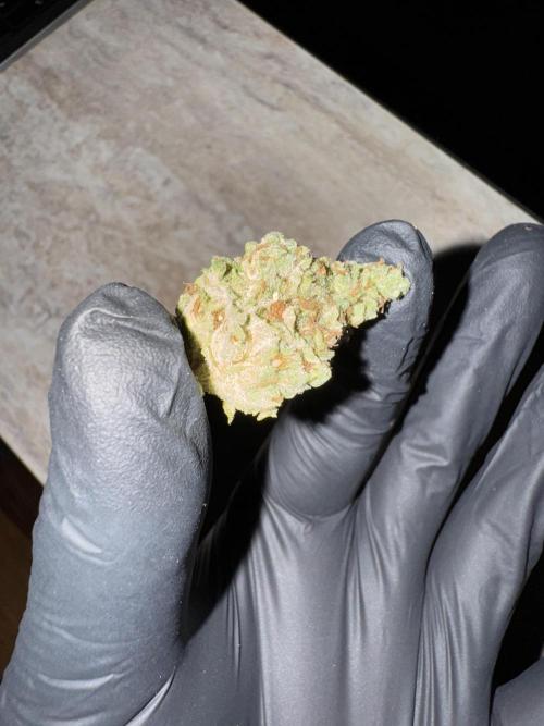 Jack Herer Sensi Seeds 3x (120x60). Week 10