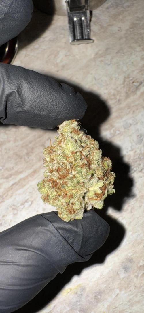 Jack Herer Sensi Seeds 3x (120x60). Week 10