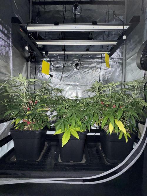 Jack Herer Sensi Seeds 3x (120x60). Week 7 - 56