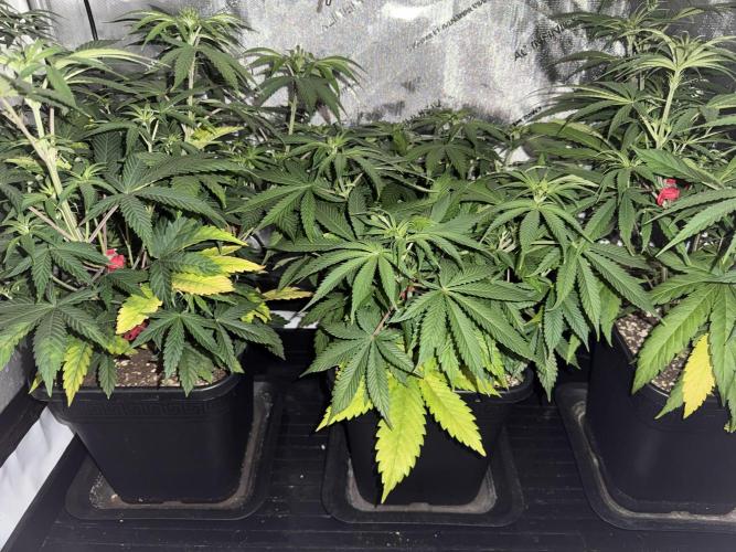 Jack Herer Sensi Seeds 3x (120x60). Week 7 - 56