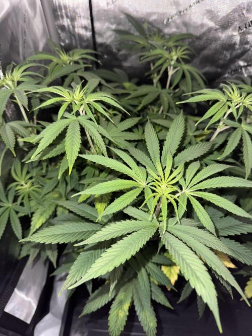 Jack Herer Sensi Seeds 3x (120x60). Week 7 - 56