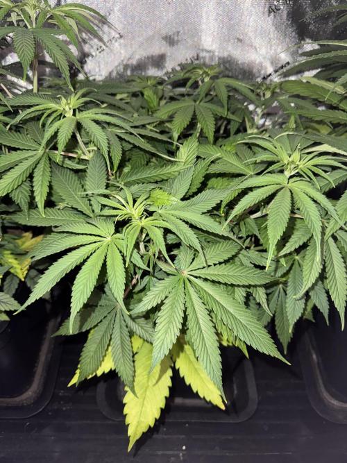 Jack Herer Sensi Seeds 3x (120x60). Week 7 - 56