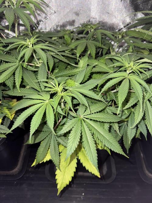 Jack Herer Sensi Seeds 3x (120x60). Week 7 - 56