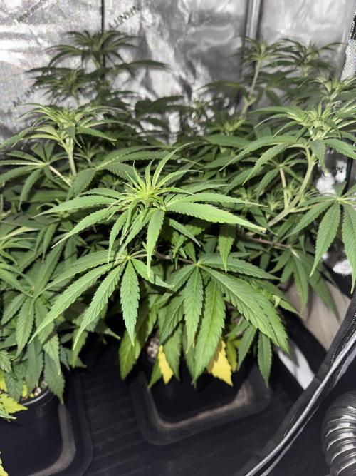 Jack Herer Sensi Seeds 3x (120x60). Week 7 - 56