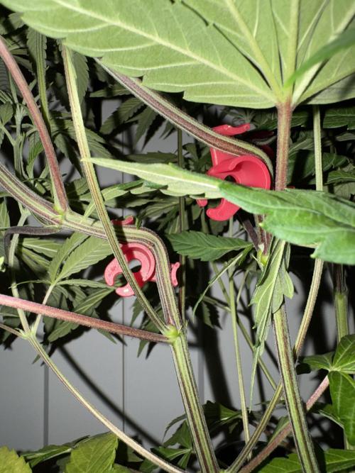 Jack Herer Sensi Seeds 3x (120x60). Week 7 - 53