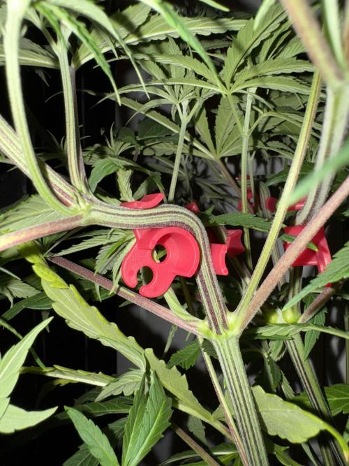 Jack Herer Sensi Seeds 3x (120x60). Week 7 - 53