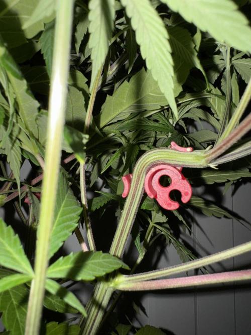 Jack Herer Sensi Seeds 3x (120x60). Week 7 - 53