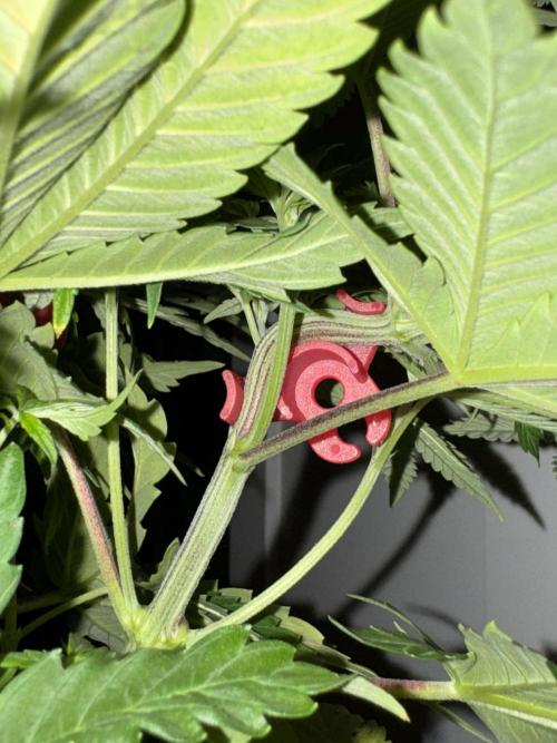 Jack Herer Sensi Seeds 3x (120x60). Week 7 - 53