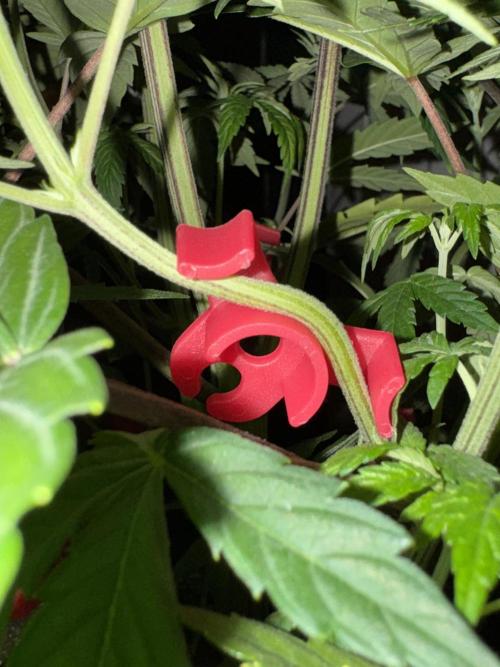 Jack Herer Sensi Seeds 3x (120x60). Week 7 - 53