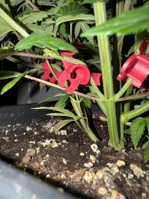 Jack Herer Sensi Seeds 3x (120x60). Week 7 - 53