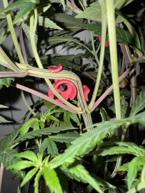 Jack Herer Sensi Seeds 3x (120x60). Week 7 - 53