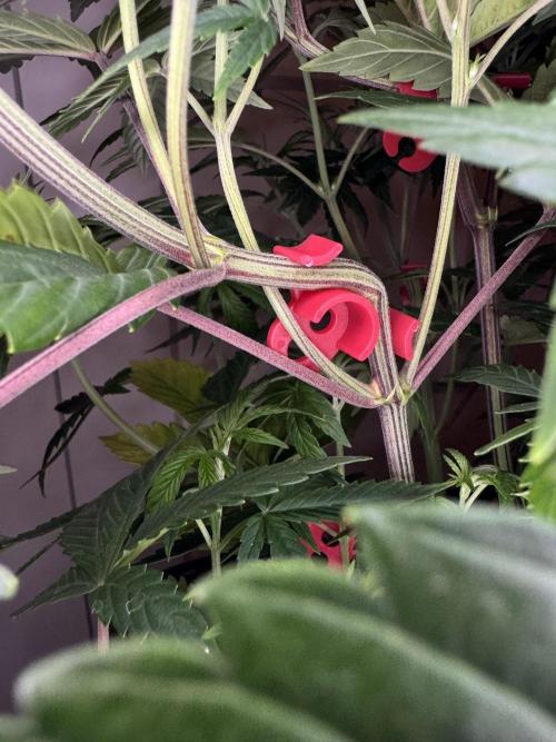 Jack Herer Sensi Seeds 3x (120x60). Week 7 - 53