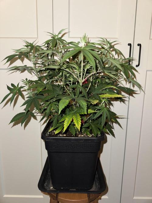 Jack Herer Sensi Seeds 3x (120x60). Week 7 - 53 left