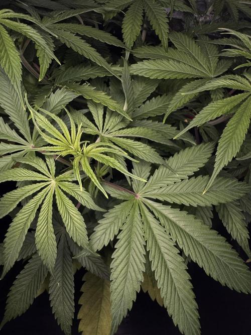 Jack Herer Sensi Seeds 3x (120x60). Week 7 - 53