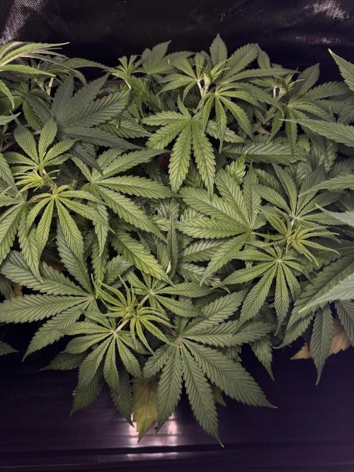 Jack Herer Sensi Seeds 3x (120x60). Week 7 - 53