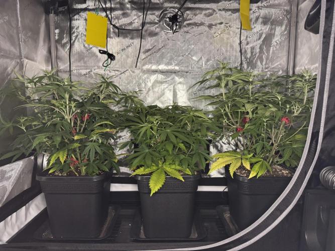 Jack Herer Sensi Seeds 3x (120x60). Week 7 - 53