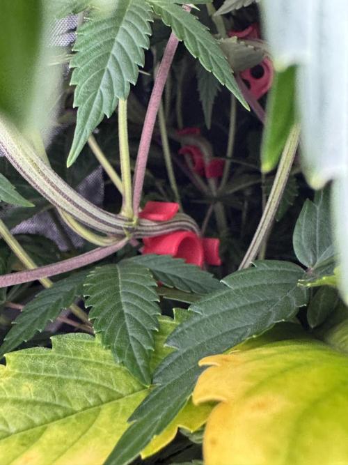 Jack Herer Sensi Seeds 3x (120x60). Week 7 - 53