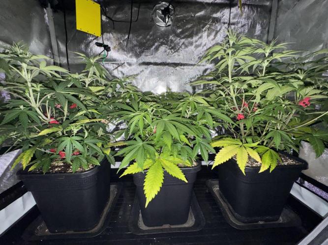 Jack Herer Sensi Seeds 3x (120x60). Week 7 - 53