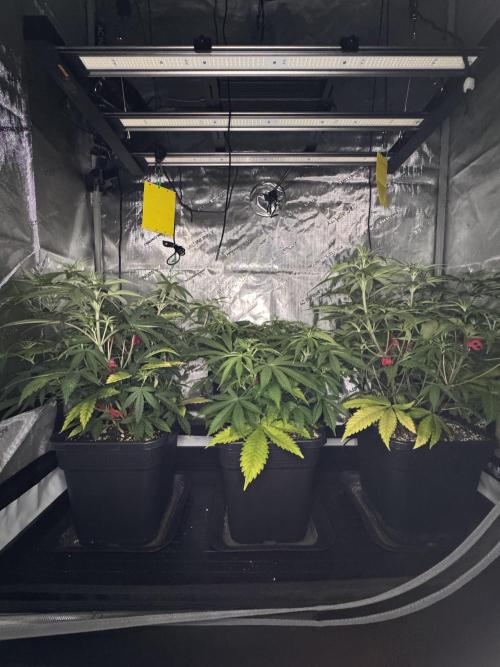 Jack Herer Sensi Seeds 3x (120x60). Week 7 - 53