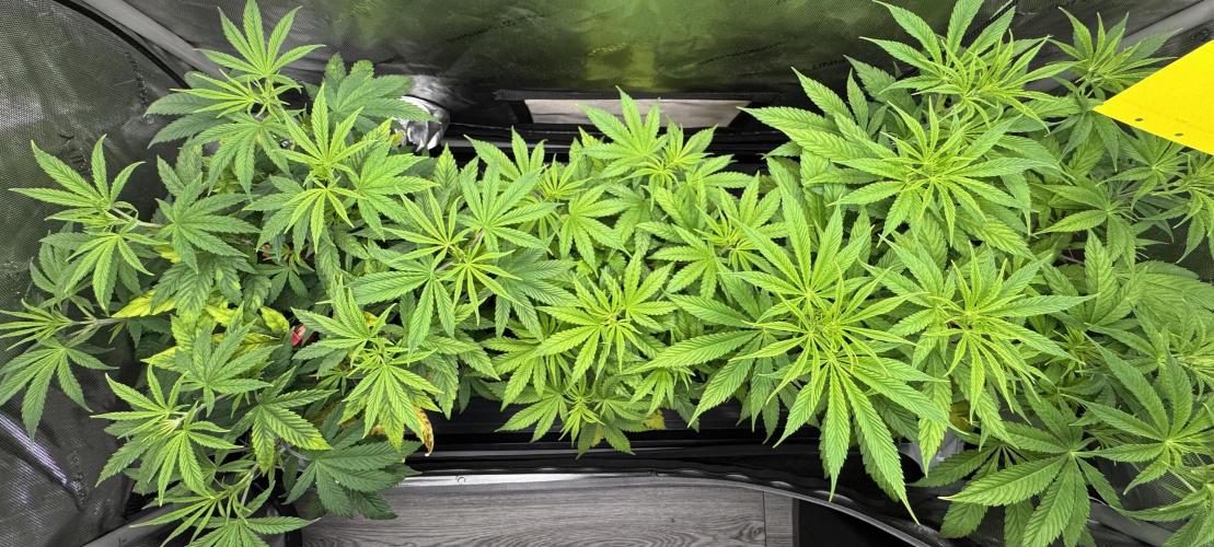 Jack Herer Sensi Seeds 3x (120x60). Week 7 - 51