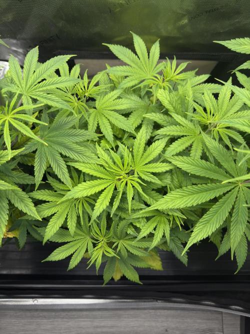 Jack Herer Sensi Seeds 3x (120x60). Week 7 - 51