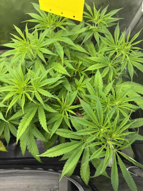 Jack Herer Sensi Seeds 3x (120x60). Week 7 - 51