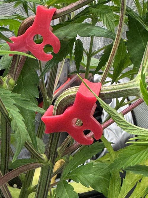 Jack Herer Sensi Seeds 3x (120x60). Week 7 - 51