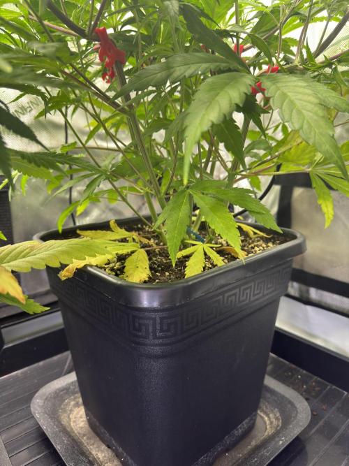 Jack Herer Sensi Seeds 3x (120x60). Week 7 - 51