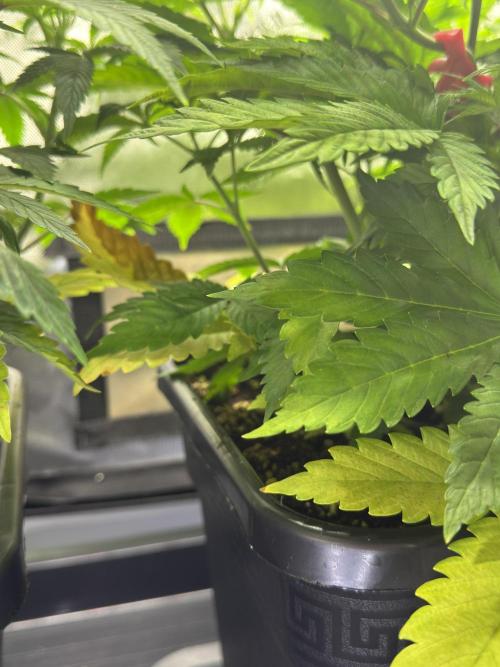 Jack Herer Sensi Seeds 3x (120x60). Week 7 - 51