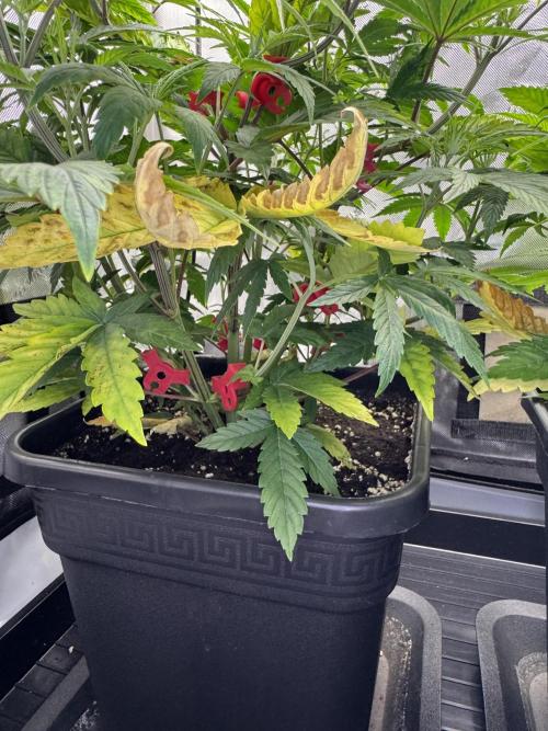 Jack Herer Sensi Seeds 3x (120x60). Week 7 - 51