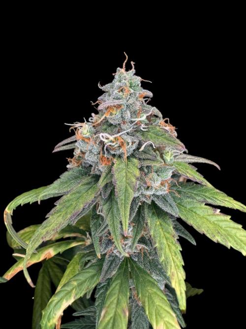 Jack Herer Sensi Seeds 3x (120x60). Week 8