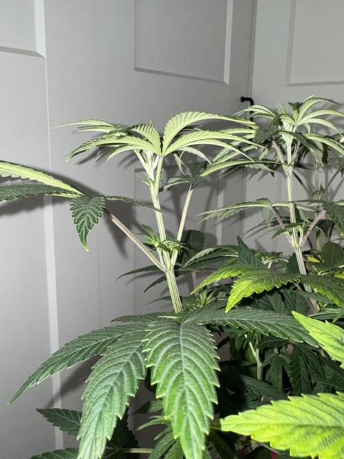 Jack Herer Sensi Seeds 3x (120x60). Week 7 - 56 left