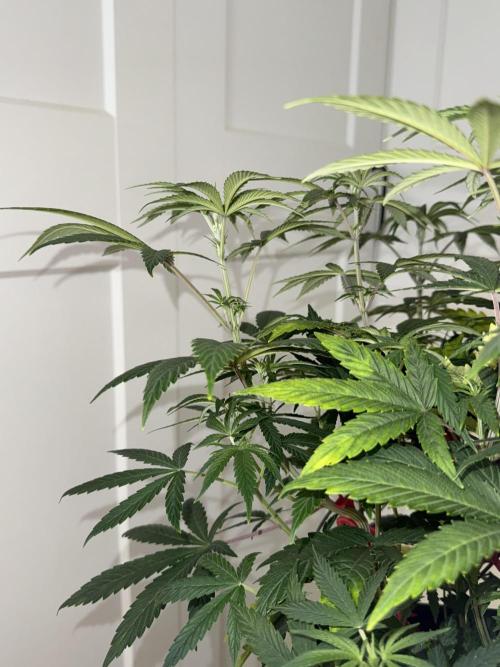 Jack Herer Sensi Seeds 3x (120x60). Week 7 - 56 left