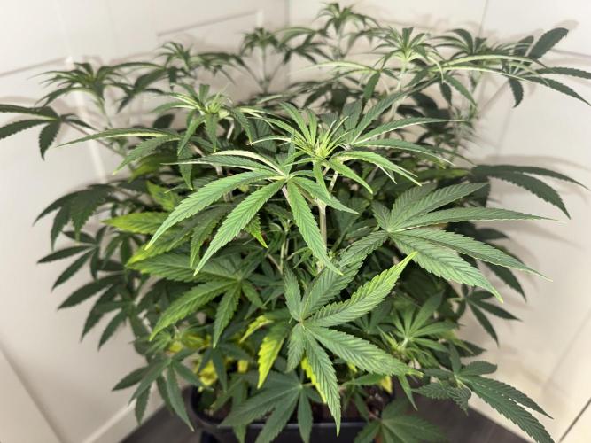 Jack Herer Sensi Seeds 3x (120x60). Week 7 - 56 left