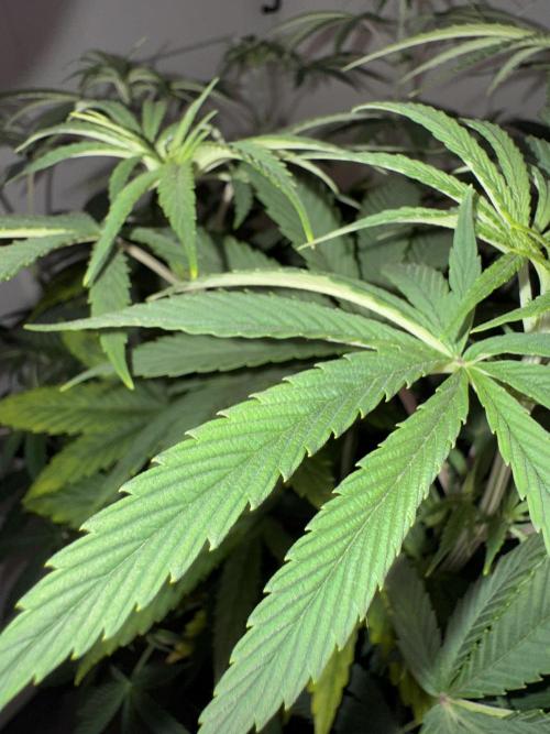 Jack Herer Sensi Seeds 3x (120x60). Week 7 - 56 left