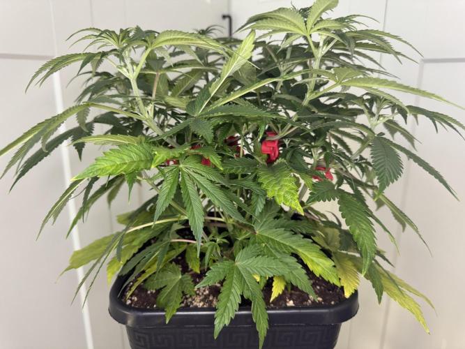 Jack Herer Sensi Seeds 3x (120x60). Week 7 - 56 middle