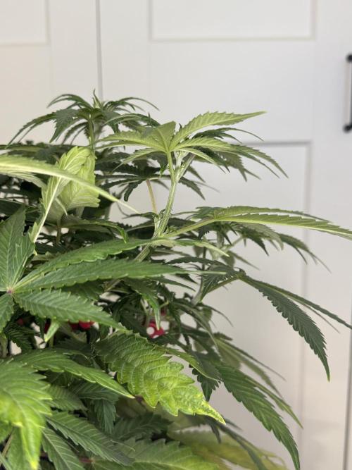 Jack Herer Sensi Seeds 3x (120x60). Week 7 - 56 middle