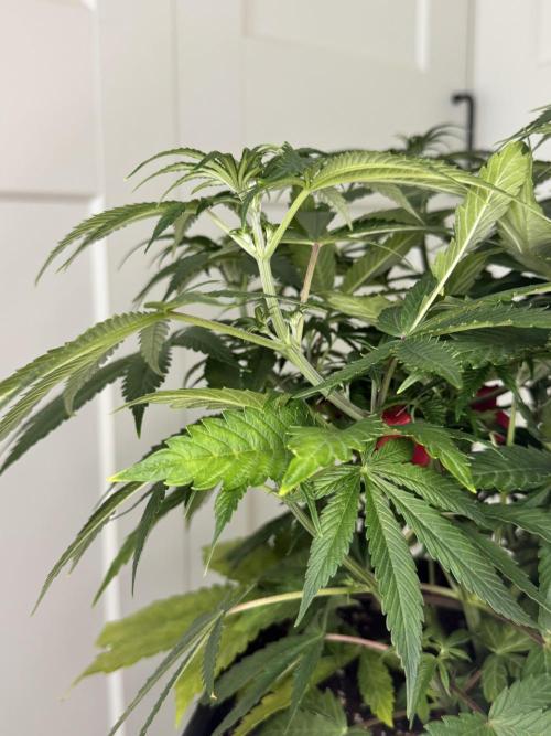 Jack Herer Sensi Seeds 3x (120x60). Week 7 - 56 middle