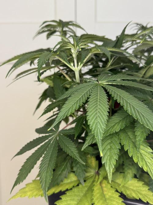 Jack Herer Sensi Seeds 3x (120x60). Week 7 - 56 middle